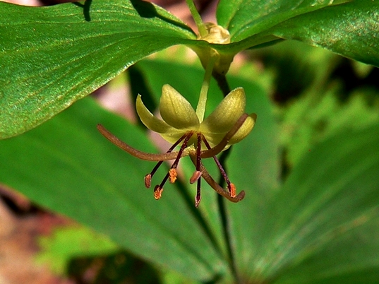 {Medeola virginiana}